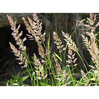 Овсяница луговая - неприхотливая газонная трава