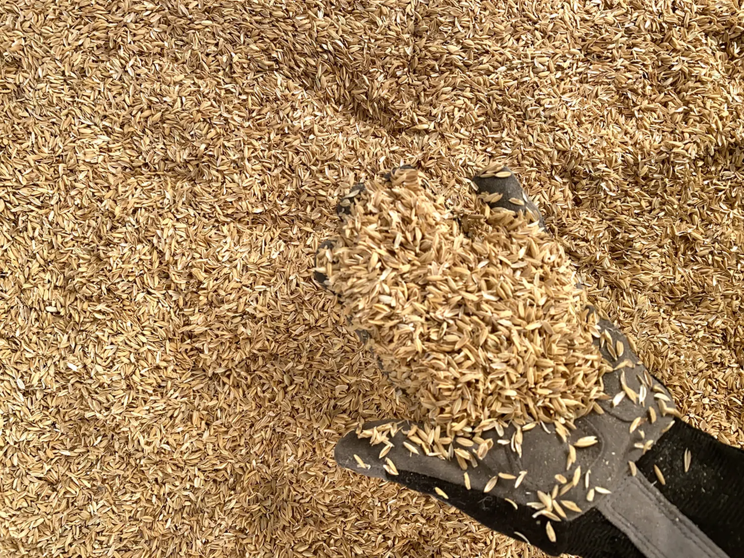 Шелуха рисовая, 60 л (9-10 кг)