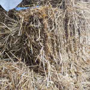 Сено, солома для мульчирования
