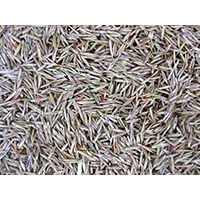 Красивая газонная трава, которой нашлось применение в садоводстве