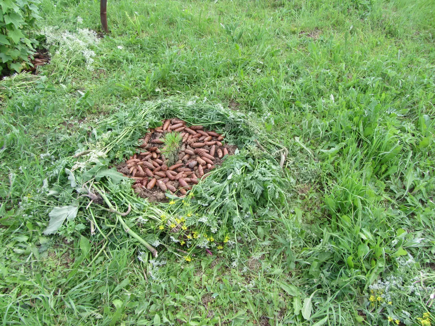 Шишки еловые (200-240 шт), 60 л