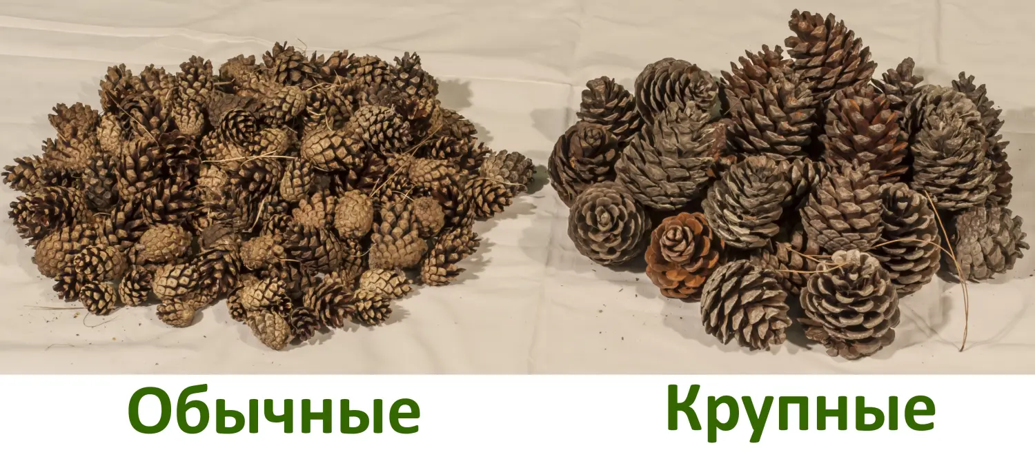 Шишки сосновые мелкие (600-800 шт), 60 л