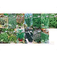 13 ароматических трав для вашего огорода