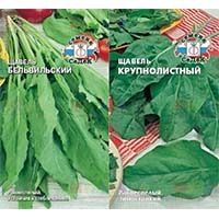 Щавель: простой уход и огромная польза