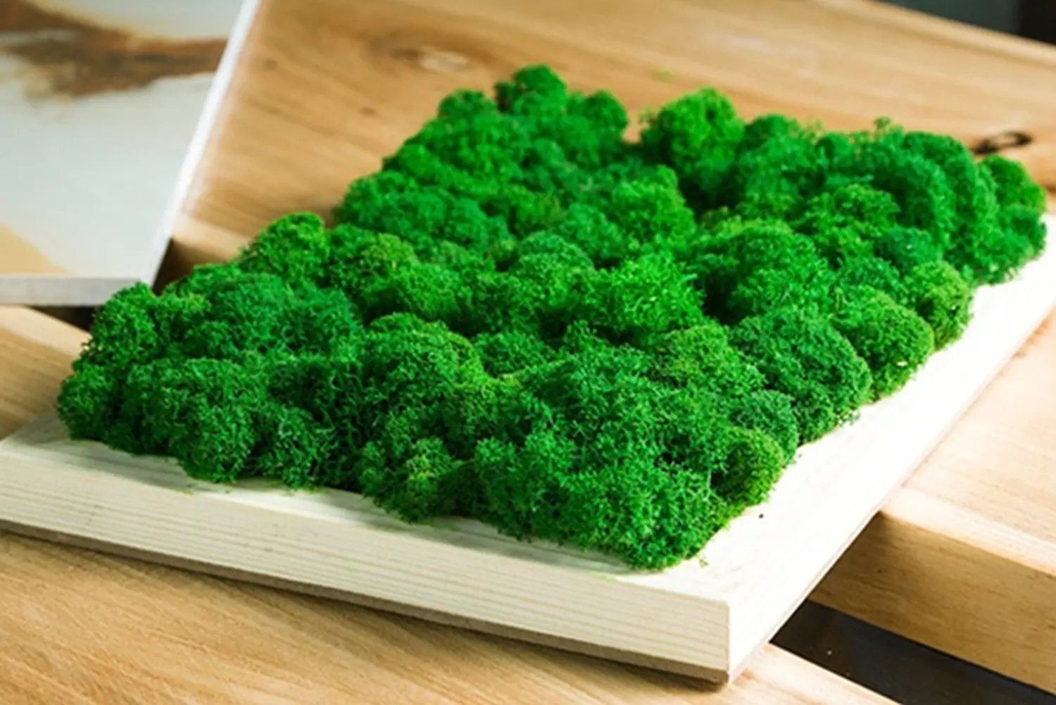 Мох стабилизированный №1 зеленая ель, 30*40 см, пак