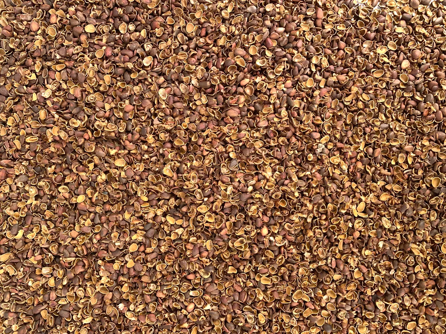 Скорлупа кедрового ореха, 60 л