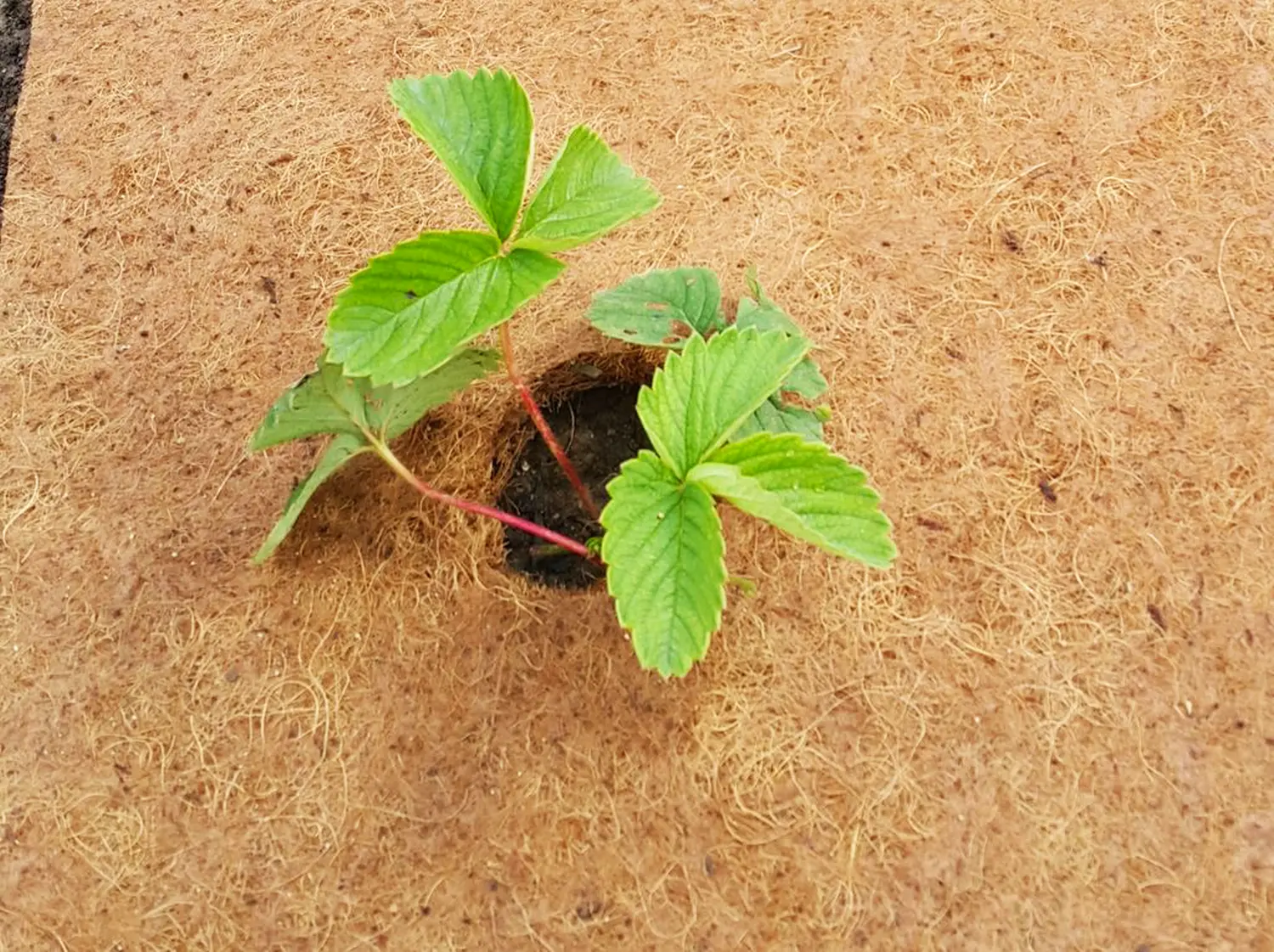 Nekura Укрытие кокосовое "Мульчаграм", 1  x  5 м, рул