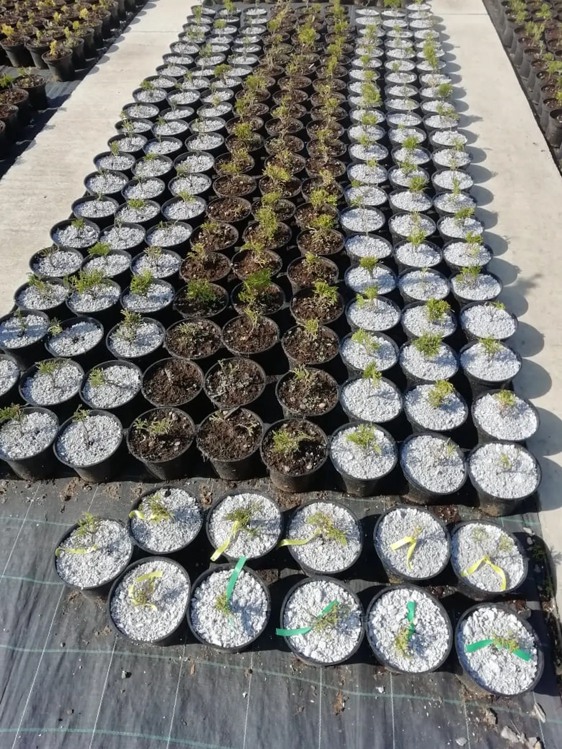 Мульча целлюлозная сырая, 30 л, 16 кг