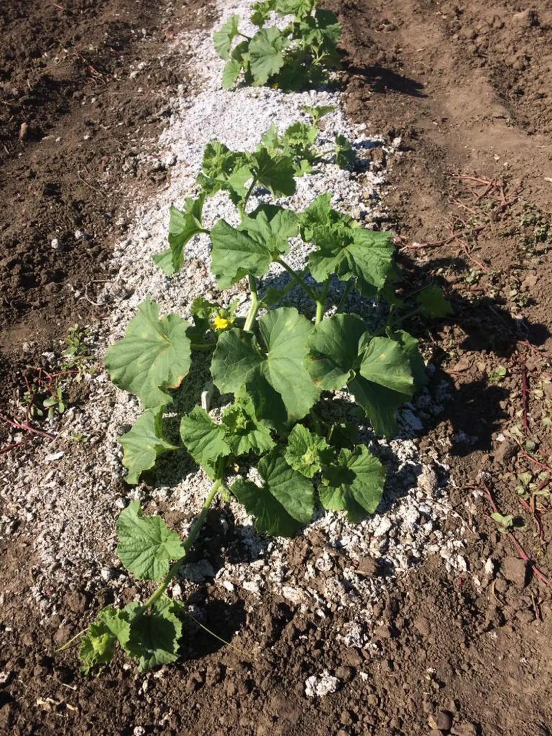 Мульча целлюлозная сырая, 30 л, 16 кг