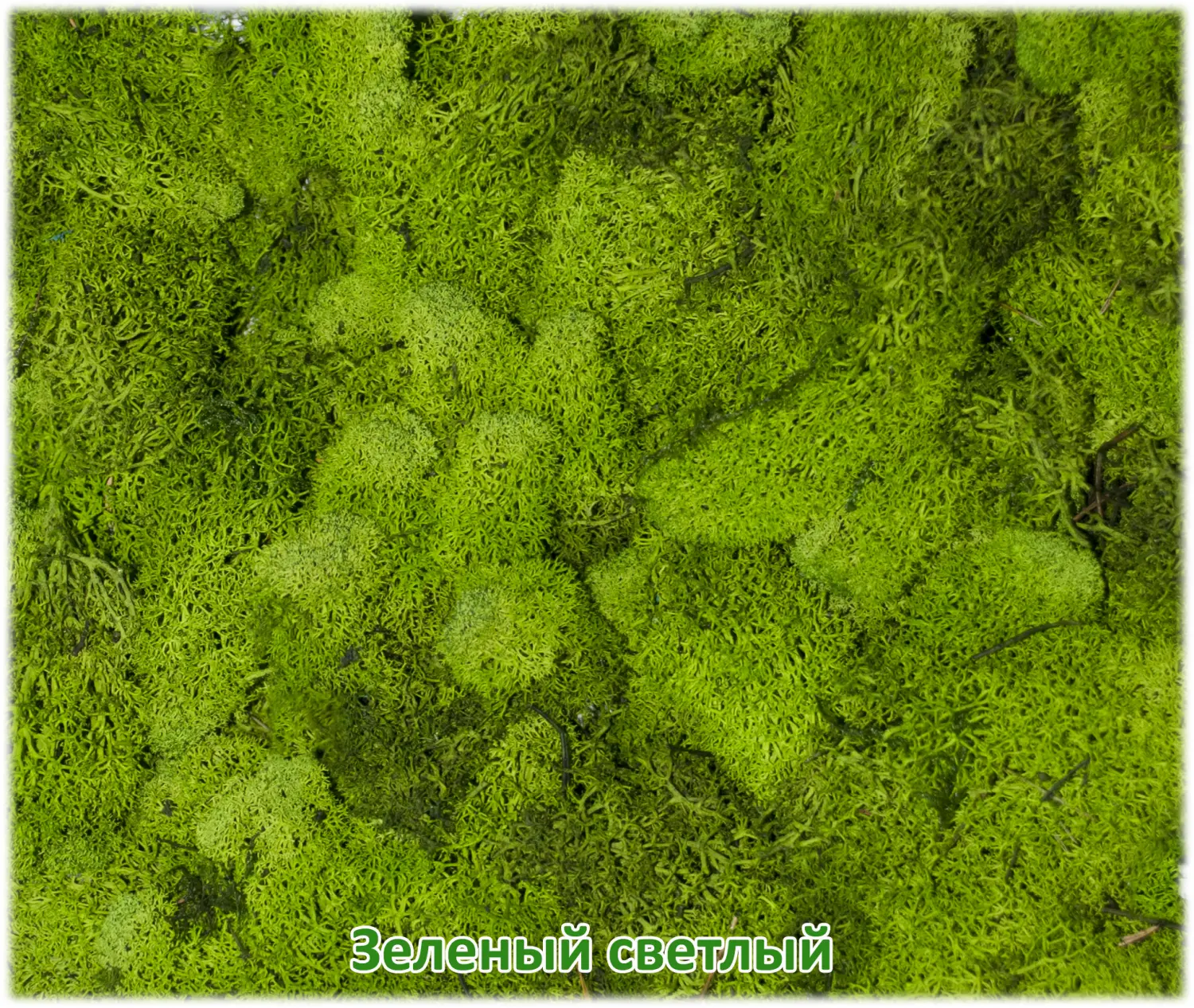 Мох стабилизированный №1 зеленая ель, 30*40 см, пак