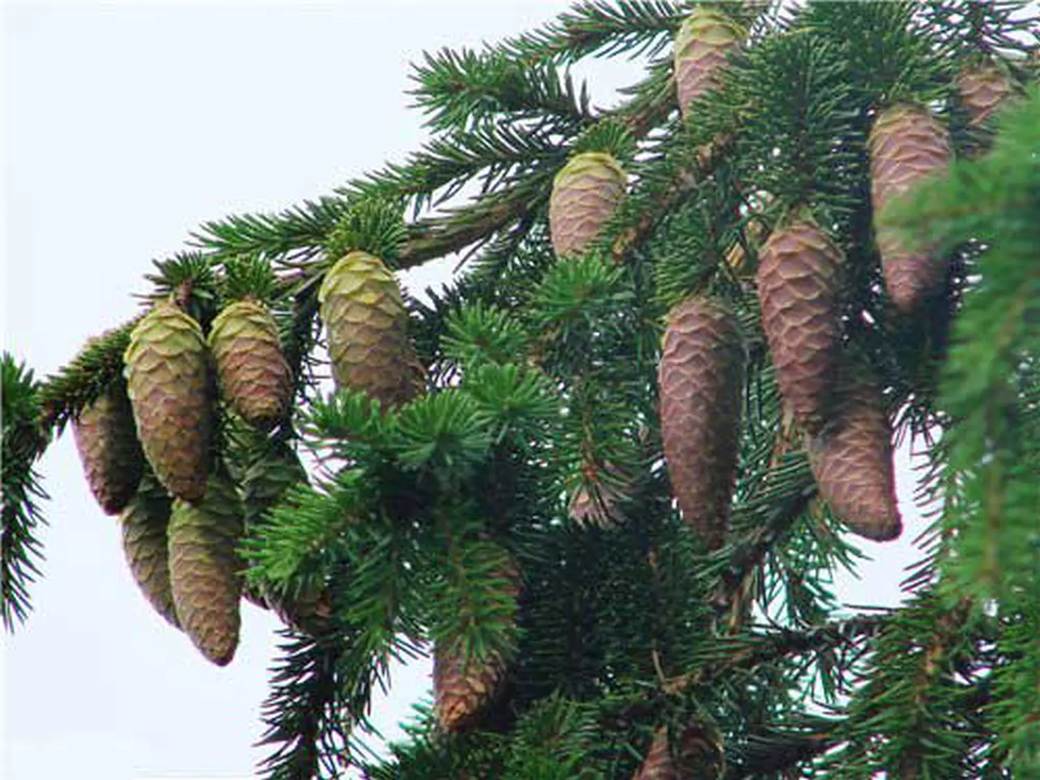 Шишки еловые (200-240 шт), 60 л