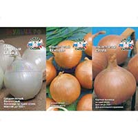 Лук репчатый: лучшие сорта