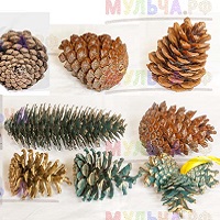 Сосновые и еловые шишки – не только материал для поделок в детском саду