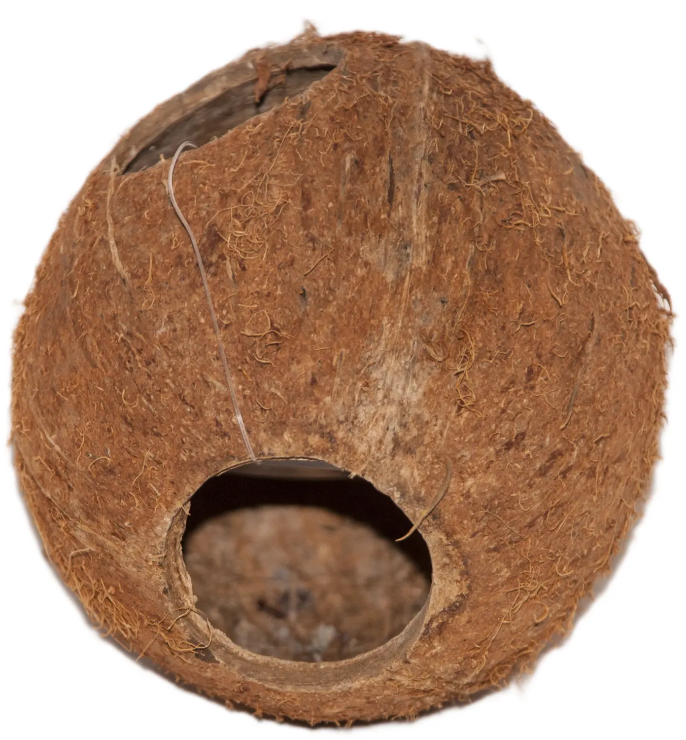 Кокос целый малый с отверстием, шт