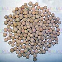 Горох - сидерат, который высаживают весной и летом