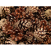 Сосновые, еловые шишки для сказок =)