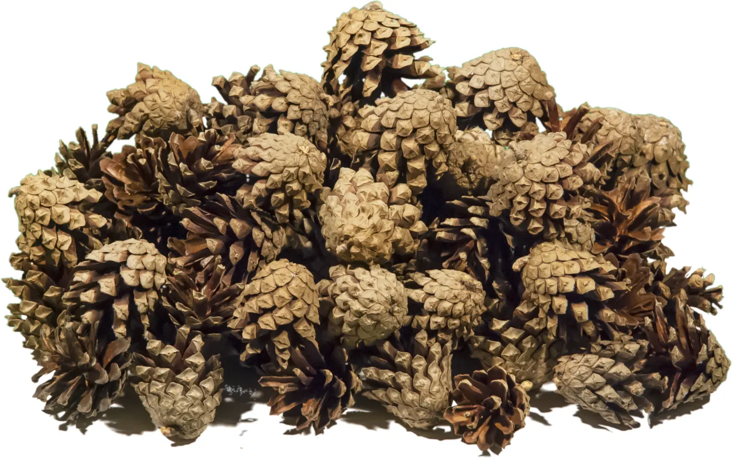 Шишки сосновые мелкие (600-800 шт), 60 л