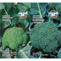 Капуста брокколи, неприхотливая и очень полезная