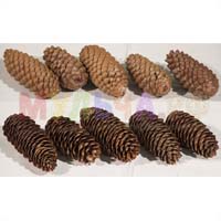 Еловые шишки – отличный материал для мульчи и декоративных поделок