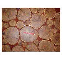 Каждый деревянный спил уникален, как и предметы декора сделанные из них