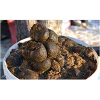 В продажу поступил чистый конский навоз, без примесей