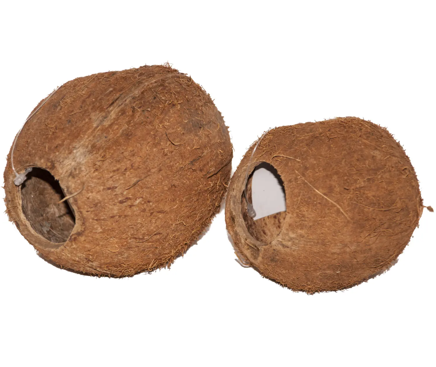 Кокос целый малый с отверстием, шт