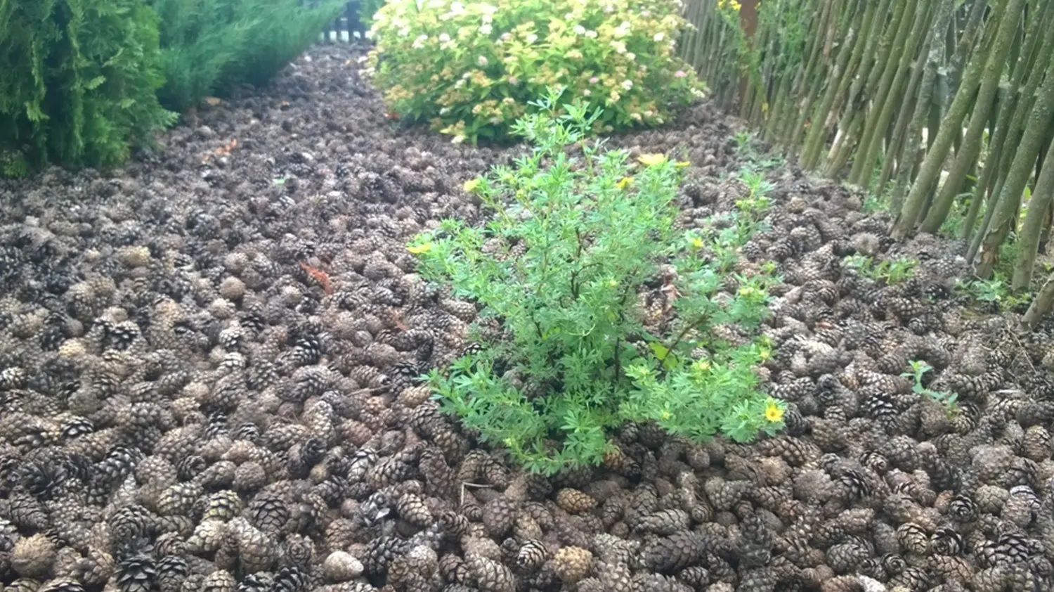 Шишки сосновые мелкие (600-800 шт), 60 л