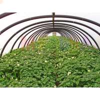 Универсальный укрывной материал для защиты растений