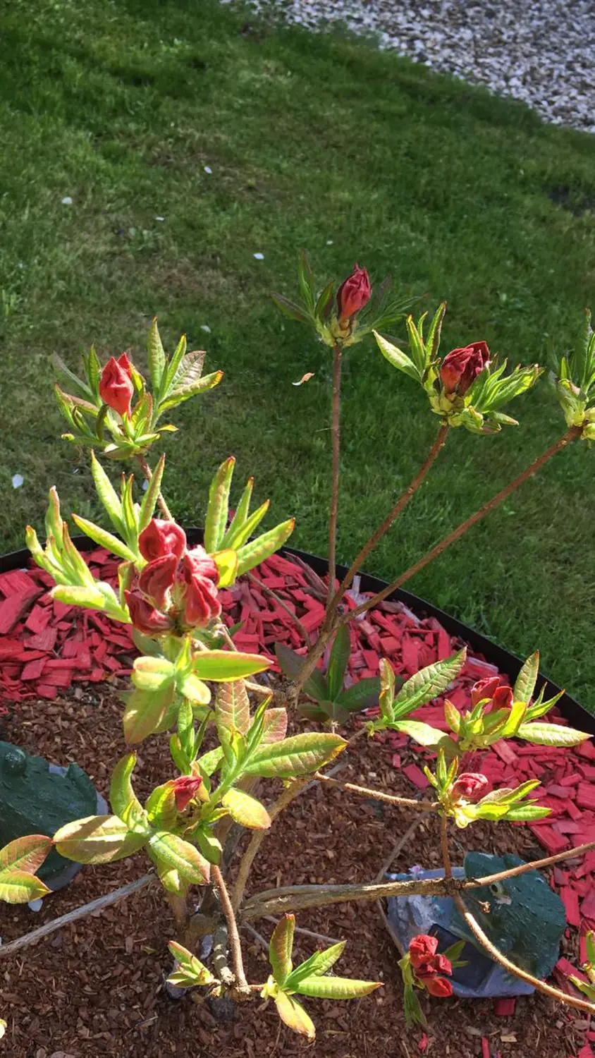 Щепа декоративная, желтая, 60 л