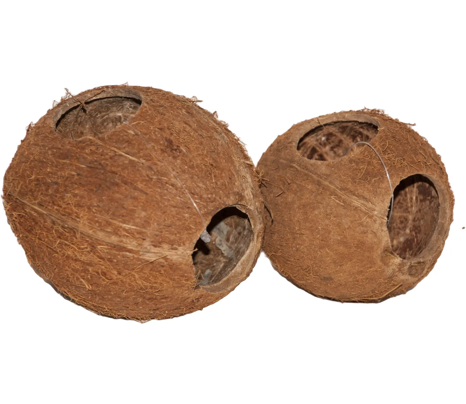 Кокос целый малый с отверстием, шт