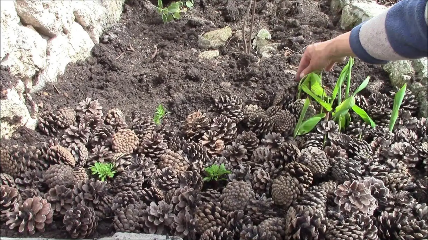 Шишки сосновые мелкие (600-800 шт), 60 л