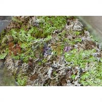 Зеленый лесной мох – сфагнум: новая жизнь традиционного материала