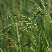 Эффективное дернообразующее растение - овсяница тростниковая
