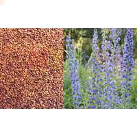 Синяк - эффективный сидерат и хороший медонос