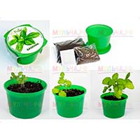 Пусть в доме всегда будет свежая зелень и пряности