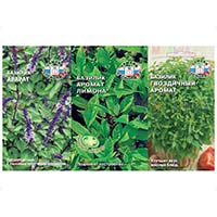 Базилик - король пряностей