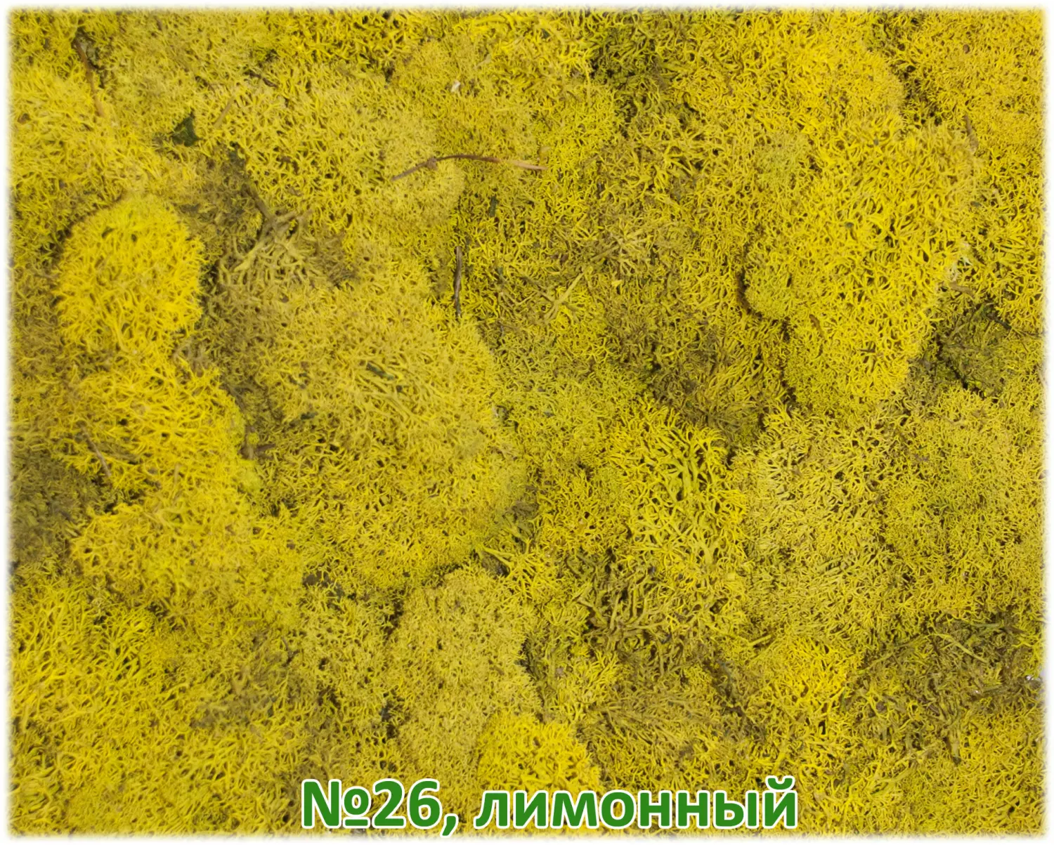 Мох стабилизированный №1 зеленая ель, 30*40 см, пак