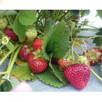 Агротекс Двойная защита бело-черный 80 нетканый мульчирующий материал для теплиц и открытого грунта