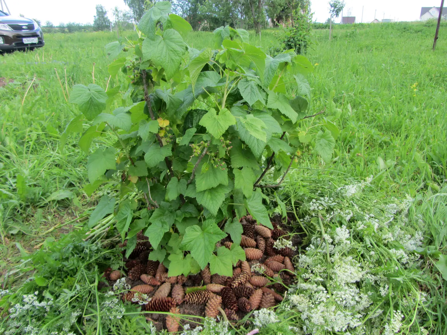 Шишки еловые (200-240 шт), 60 л