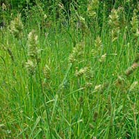 Густой газон вырастить несложно, если высадить Райграс пастбищный