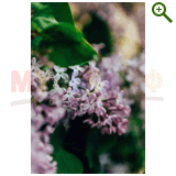 "Фазенда" проект "Геометрическая беседка"