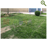 Лавандовый туман