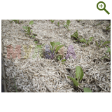 Благоустройство дачного участка