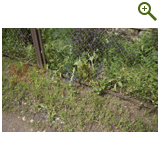 Благоустройство дачного участка