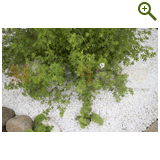 Благоустройство дачного участка