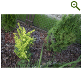 Благоустройство дачного участка