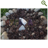 Благоустройство дачного участка