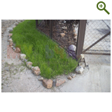 Благоустройство дачного участка