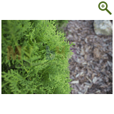 Благоустройство дачного участка