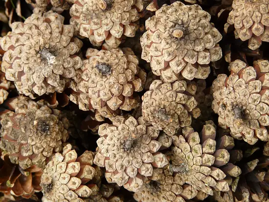 Шишки сосновые мелкие (600-800 шт), 60 л